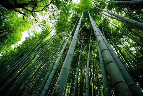 Commercial Farming - Bamboo Grove