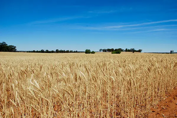 Commercial Grain Farming