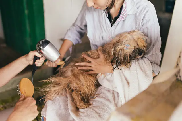 Target Market for Dog Grooming - Examples of Services