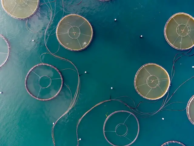 Target Market for Fish Farming