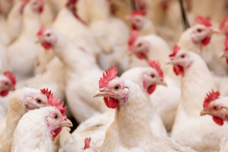 Target Market for Poultry Business