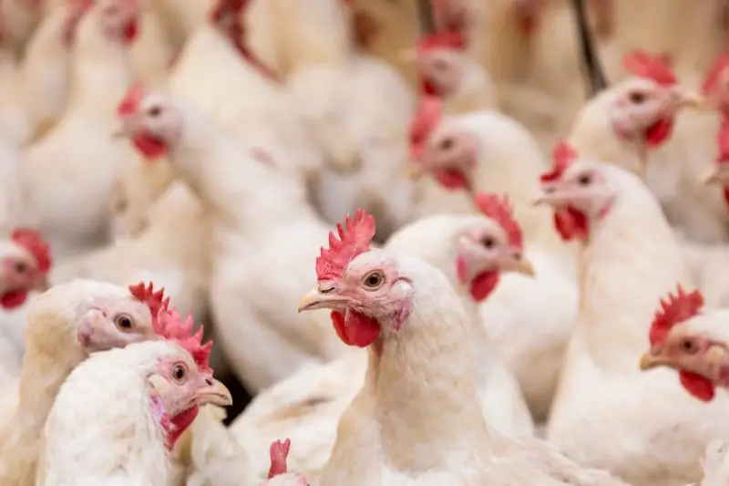 Target Market for Poultry Business