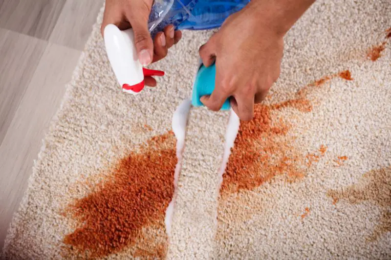 Target Market for Carpet Cleaning 4 AMPLIFY XL