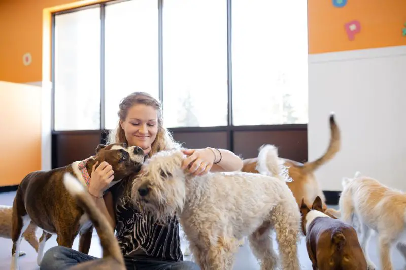 Target Market for Dog Daycare 1 AMPLIFY XL