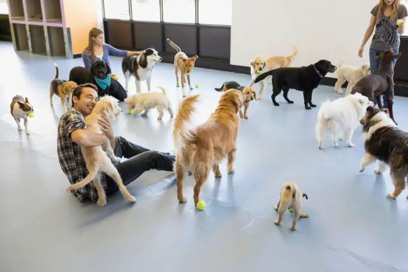 Target Market for Dog Daycare 2 AMPLIFY XL