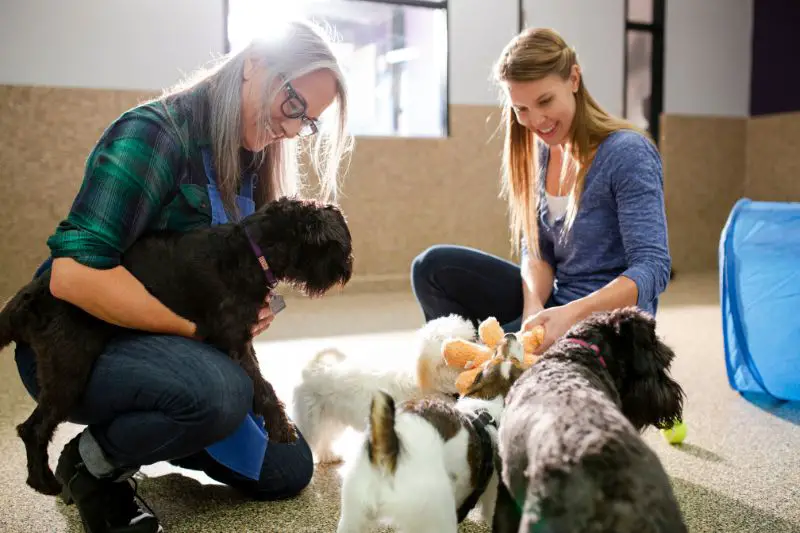 Target Market for Dog Daycare 3 AMPLIFY XL