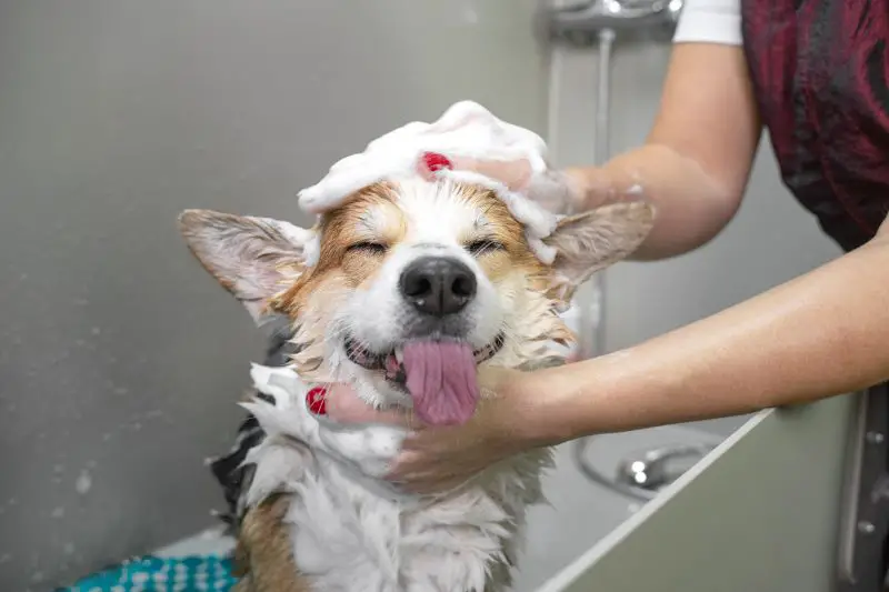 Target Market for Dog Grooming 1 AMPLIFY XL