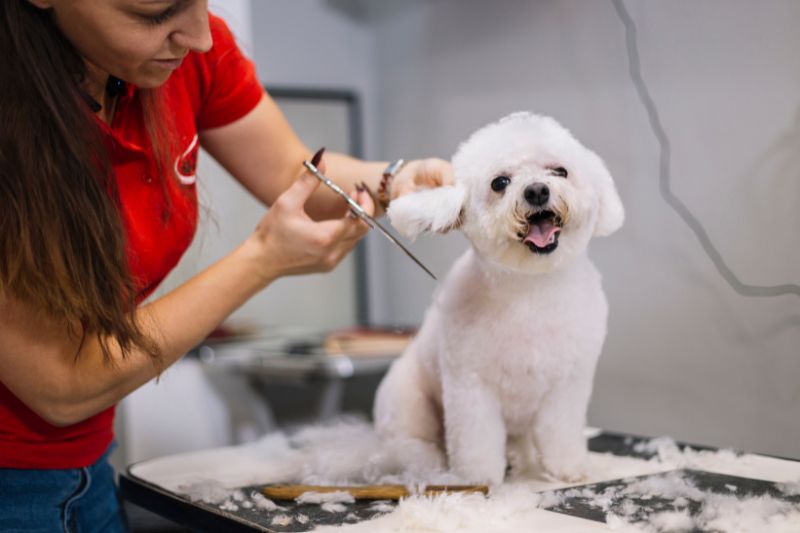 Target Market for Dog Grooming 2 AMPLIFY XL