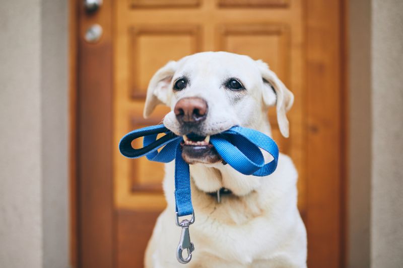 Target Market for Dog Walking 1 AMPLIFY XL