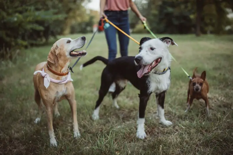 Target Market for Dog Walking 2 AMPLIFY XL