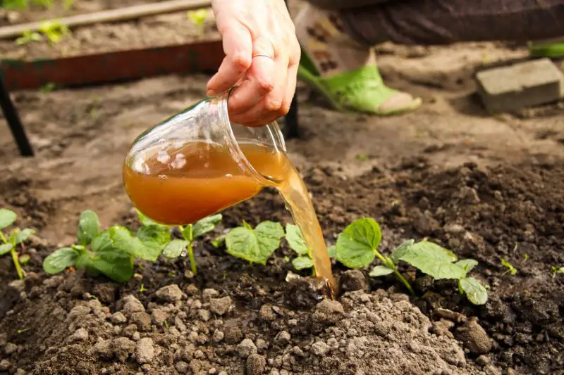 Target Market for Organic Fertilizers 2 AMPLIFY XL
