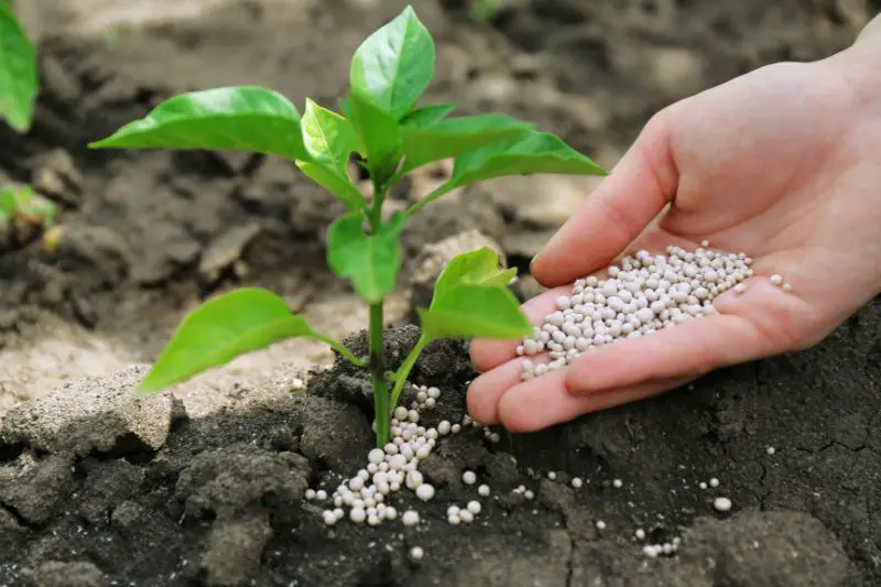 Target Market for Organic Fertilizers 4 AMPLIFY XL