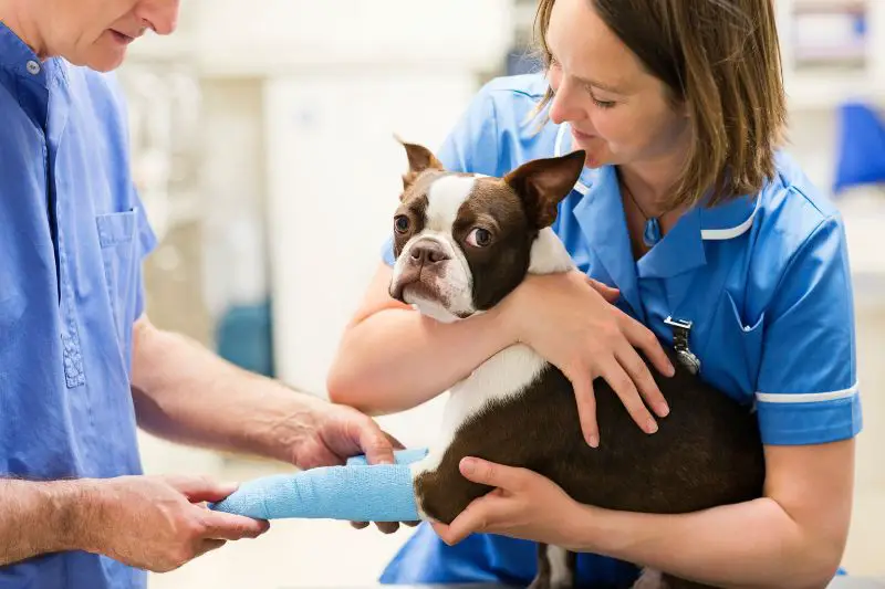 Target Market for Veterinarians 2 AMPLIFY XL