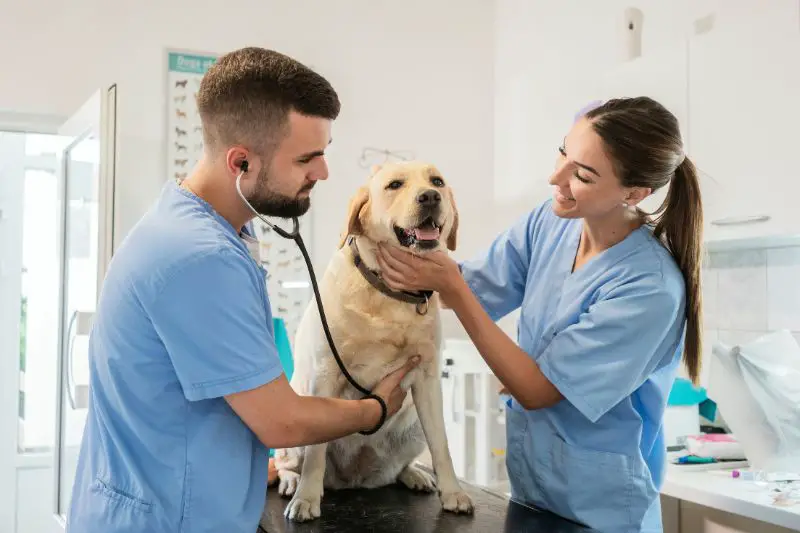 Target Market for Veterinarians 3 AMPLIFY XL
