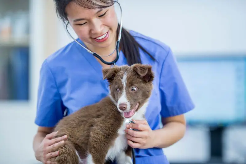 Target Market for Veterinarians 4 AMPLIFY XL