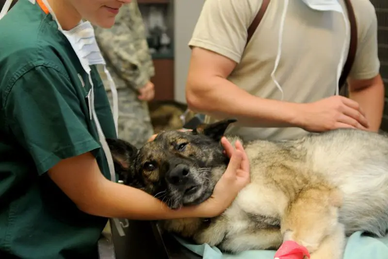 Target Market for Veterinarians 5 AMPLIFY XL